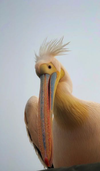 Обои 600x1024 Намибия, пеликан, птица