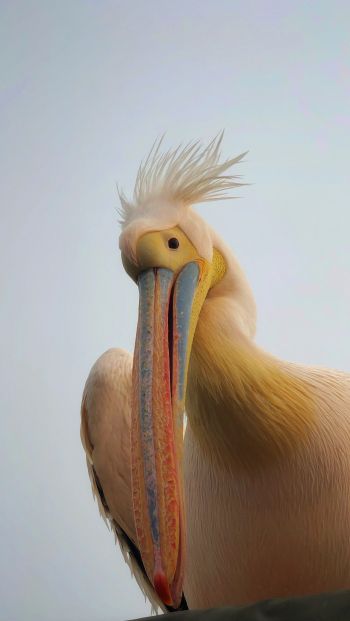 Обои 640x1136 Намибия, пеликан, птица