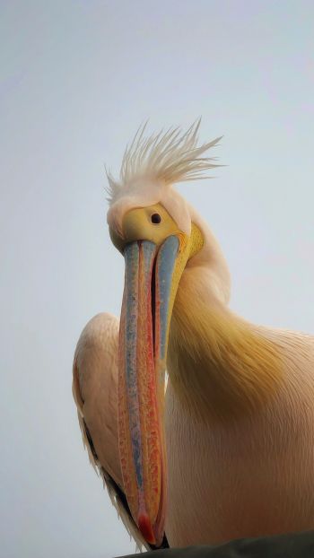 Обои 720x1280 Намибия, пеликан, птица