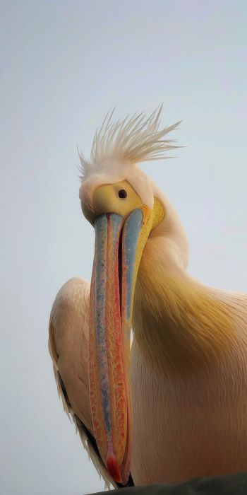 Обои 720x1440 Намибия, пеликан, птица