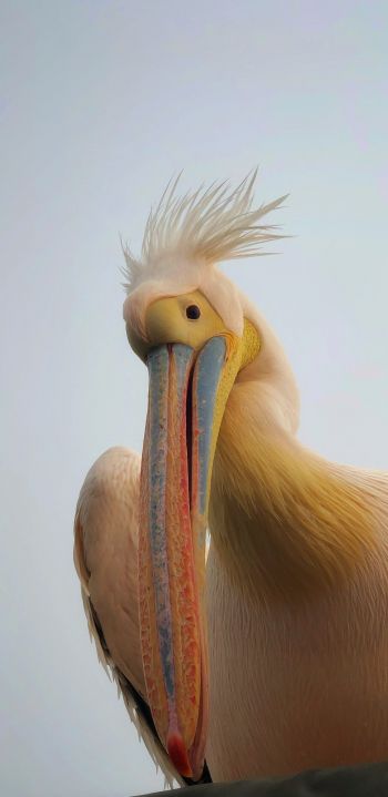 Namibia, pelican, bird Wallpaper 1440x2960