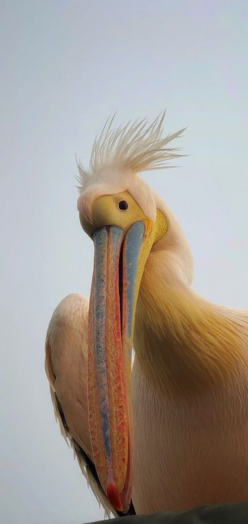 Namibia, pelican, bird Wallpaper 1440x3040