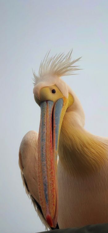 Обои 1170x2532 Намибия, пеликан, птица