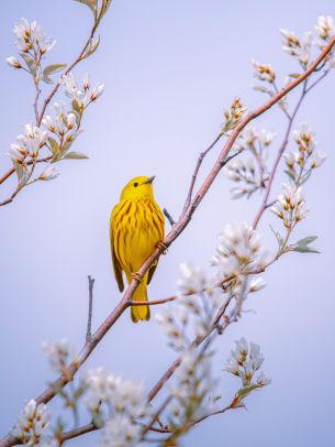 bird, yellow, air Wallpaper 2048x2732