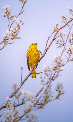 bird, yellow, air Wallpaper 1200x2000