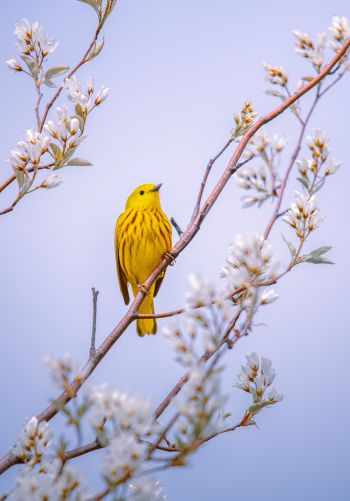bird, yellow, air Wallpaper 1668x2388