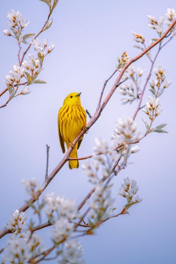 bird, yellow, air Wallpaper 640x960