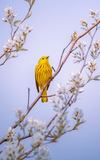 bird, yellow, air Wallpaper 1752x2800