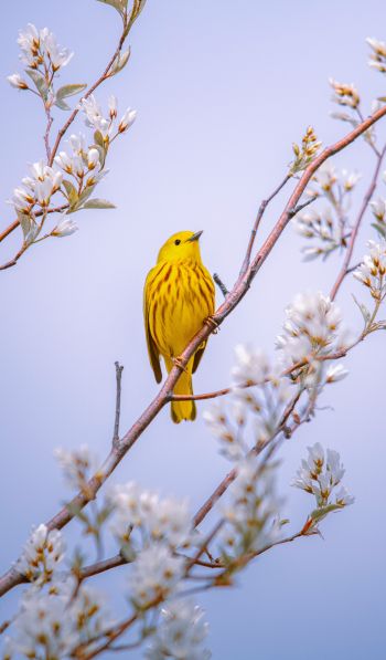 bird, yellow, air Wallpaper 600x1024