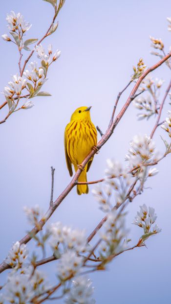 Обои 640x1136 птичка, желтый, воздух
