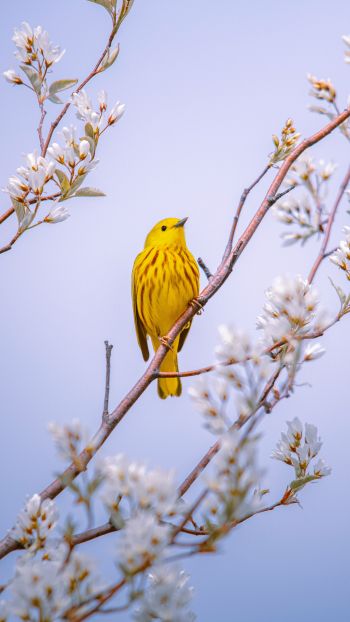 Обои 1440x2560 птичка, желтый, воздух