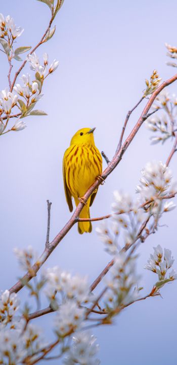 Обои 1080x2220 птичка, желтый, воздух