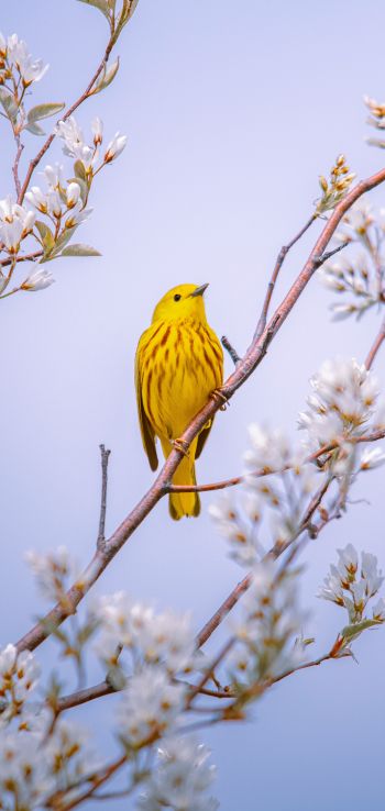 bird, yellow, air Wallpaper 720x1520