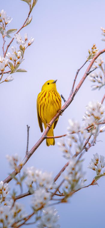 bird, yellow, air Wallpaper 1125x2436