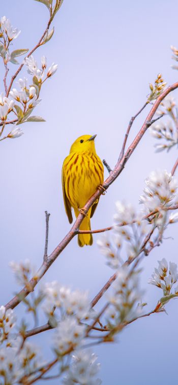 bird, yellow, air Wallpaper 1080x2340