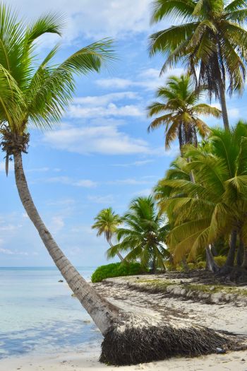 Saona Island, Dominican Republic, Maldives Wallpaper 640x960