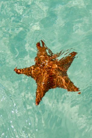 Isla-Saona, Dominican Republic, starfish Wallpaper 640x960