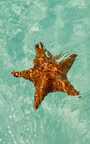 Isla-Saona, Dominican Republic, starfish Wallpaper 1752x2800