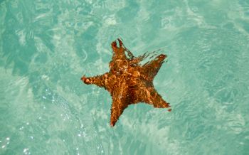 Isla-Saona, Dominican Republic, starfish Wallpaper 2560x1600