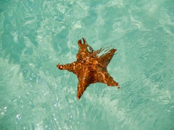 Обои 800x600 Исла-Саона, Доминиканская Республика, морская звезда