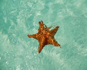 Обои 1280x1024 Исла-Саона, Доминиканская Республика, морская звезда