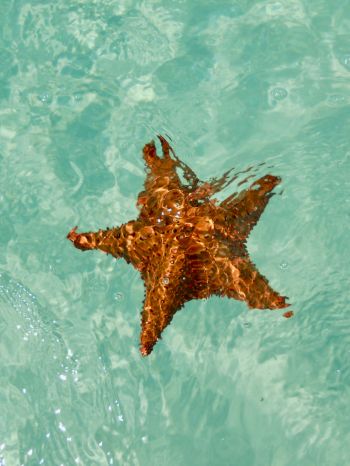 Обои 1620x2160 Исла-Саона, Доминиканская Республика, морская звезда
