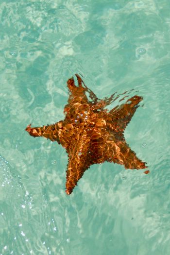 Isla-Saona, Dominican Republic, starfish Wallpaper 640x960