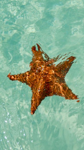 Isla-Saona, Dominican Republic, starfish Wallpaper 640x1136