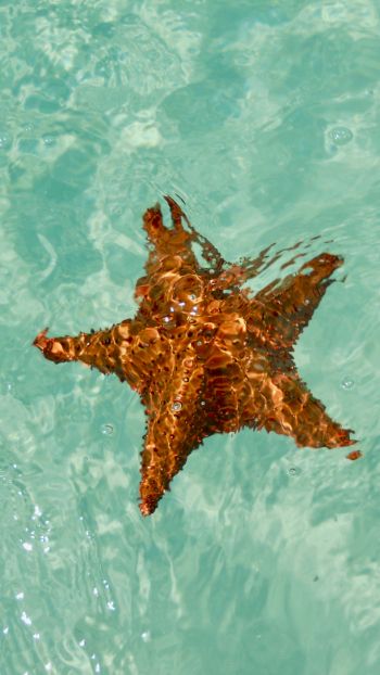 Обои 1440x2560 Исла-Саона, Доминиканская Республика, морская звезда
