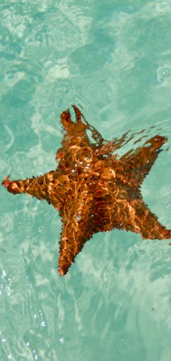 Isla-Saona, Dominican Republic, starfish Wallpaper 1080x2280
