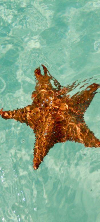 Isla-Saona, Dominican Republic, starfish Wallpaper 1080x2400