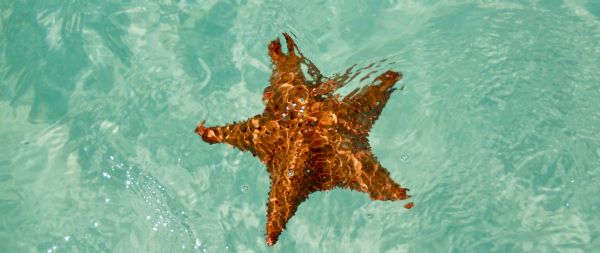 Isla-Saona, Dominican Republic, starfish Wallpaper 2560x1080