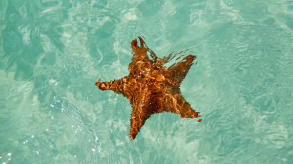 Обои 2560x1440 Исла-Саона, Доминиканская Республика, морская звезда