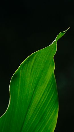 Обои 1080x1920 Эрнакулам, Керала, Индия, растение
