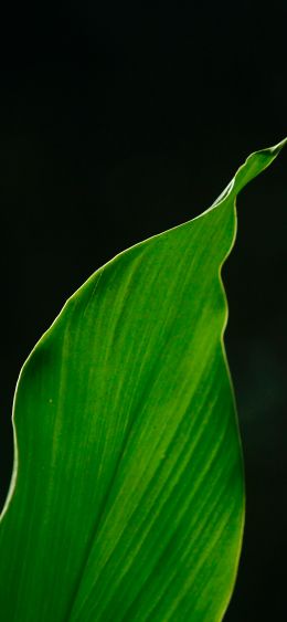 Ernakulam, Kerala, India, plant Wallpaper 1080x2340