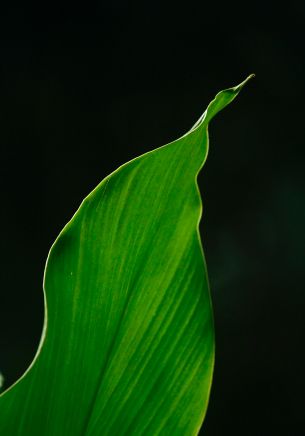 Ernakulam, Kerala, India, plant Wallpaper 1668x2388