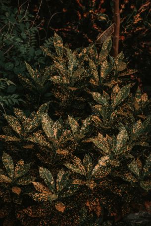 bush, plant, leaves Wallpaper 640x960
