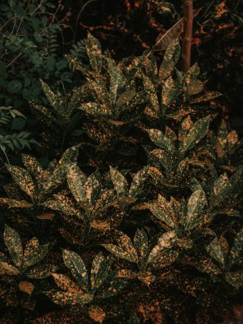 bush, plant, leaves Wallpaper 2048x2732
