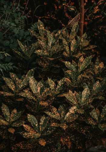 bush, plant, leaves Wallpaper 1668x2388