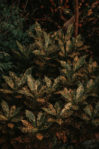 bush, plant, leaves Wallpaper 640x960