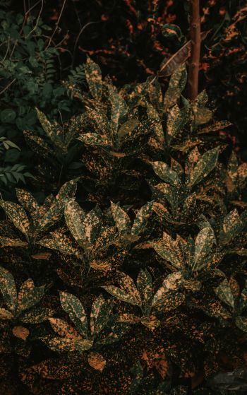 bush, plant, leaves Wallpaper 1752x2800