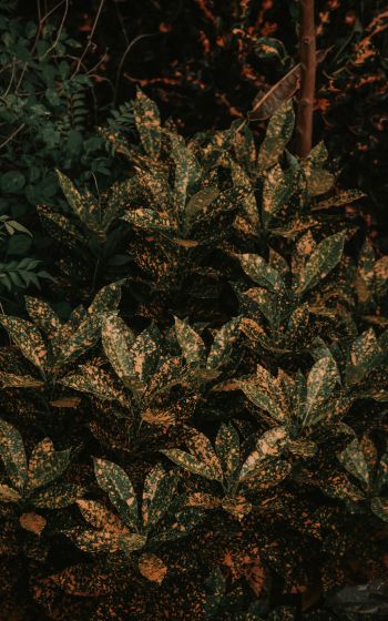 bush, plant, leaves Wallpaper 1200x1920