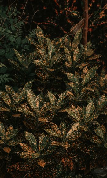 bush, plant, leaves Wallpaper 1200x2000