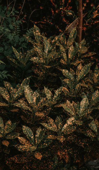 bush, plant, leaves Wallpaper 600x1024
