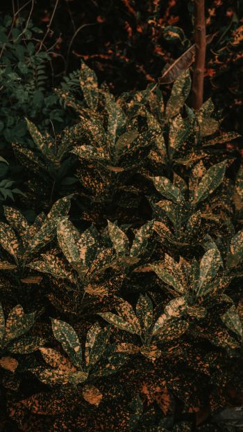 bush, plant, leaves Wallpaper 640x1136