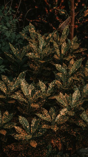 bush, plant, leaves Wallpaper 720x1280