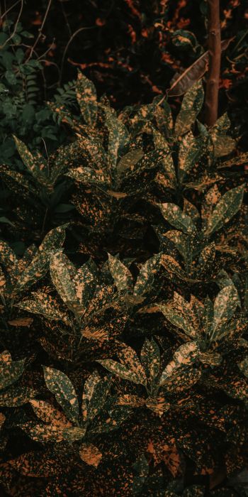bush, plant, leaves Wallpaper 720x1440