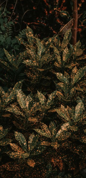 bush, plant, leaves Wallpaper 1440x2960