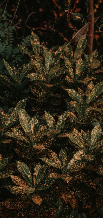 bush, plant, leaves Wallpaper 1080x2280