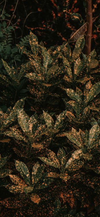 bush, plant, leaves Wallpaper 1170x2532